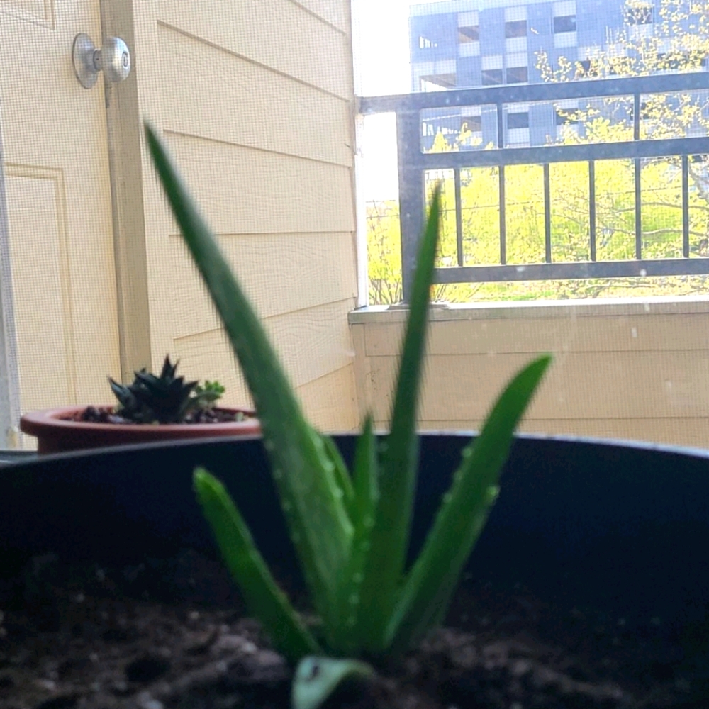 2 Baby aloe pup - Picture 1 of 9